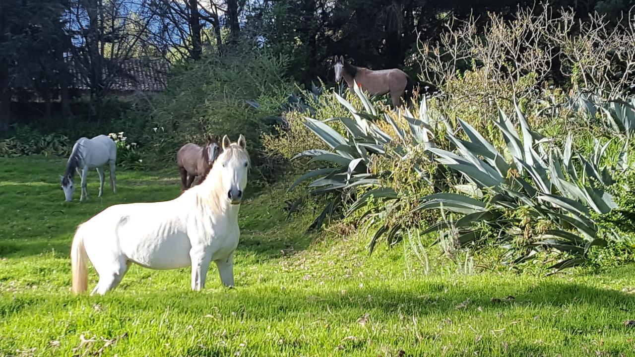 Hacienda Guachala Hotel Cayambe Luaran gambar