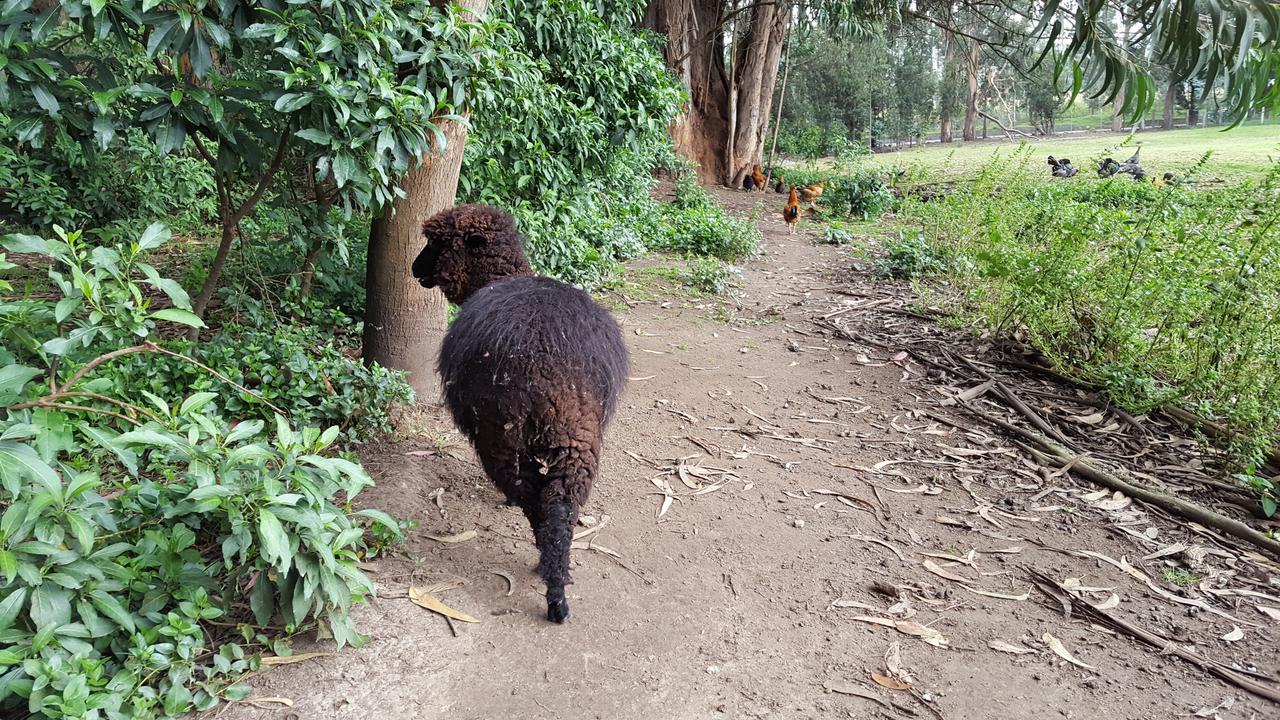 Hacienda Guachala Hotel Cayambe Luaran gambar